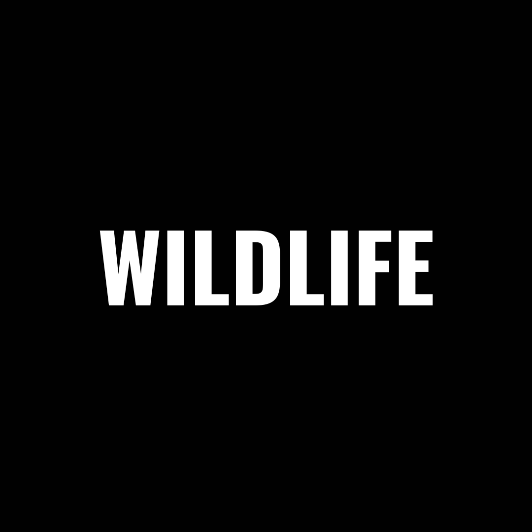 Wildlife